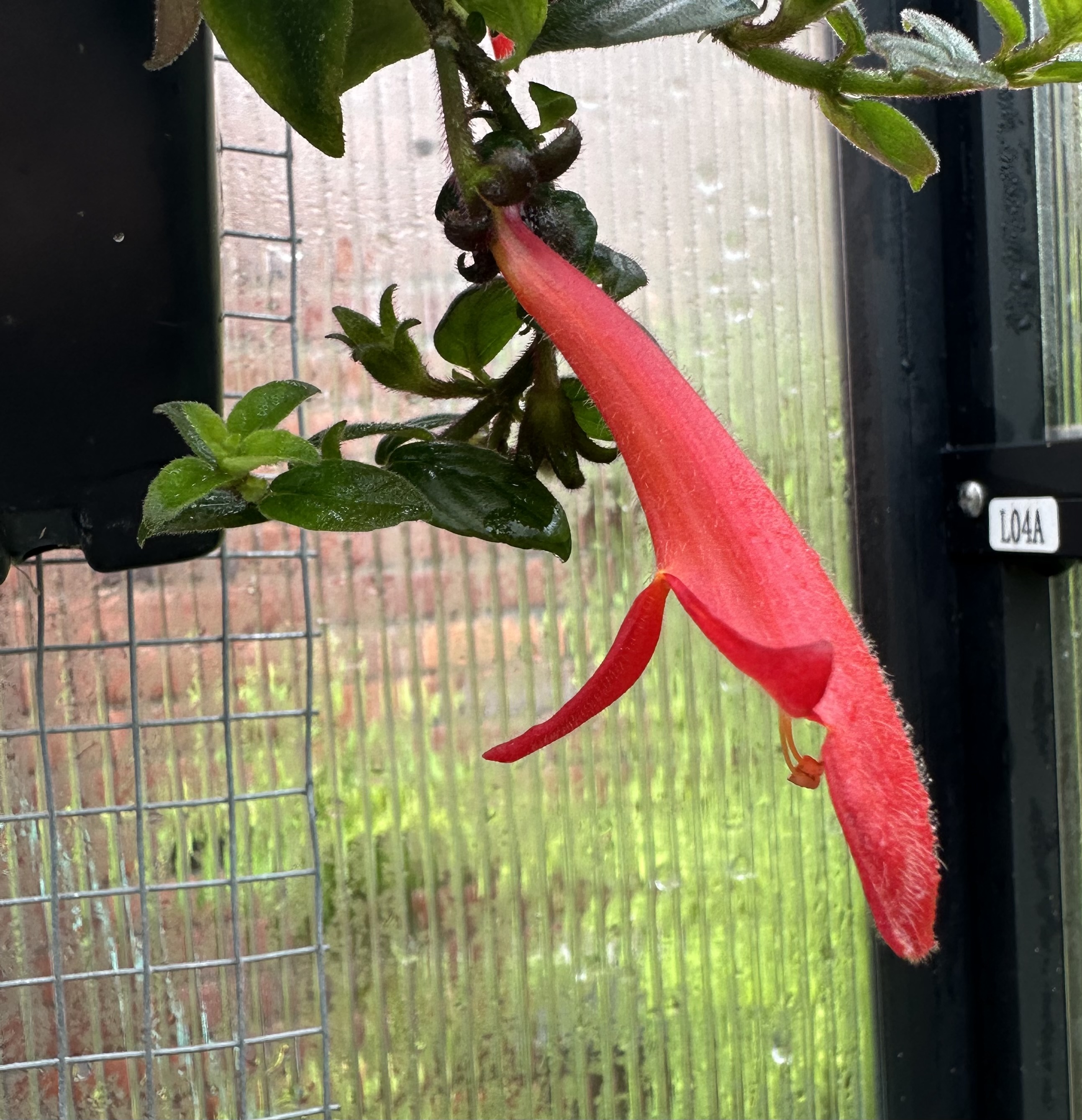 http://www.cloudjungle.com/cloudjungle/gesneriaceae/columnea/columnea firebird flower.jpeg